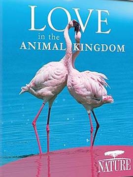 Love In The Animal Kingdom