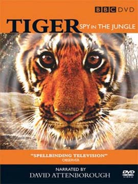Tiger Spy In The Jungle